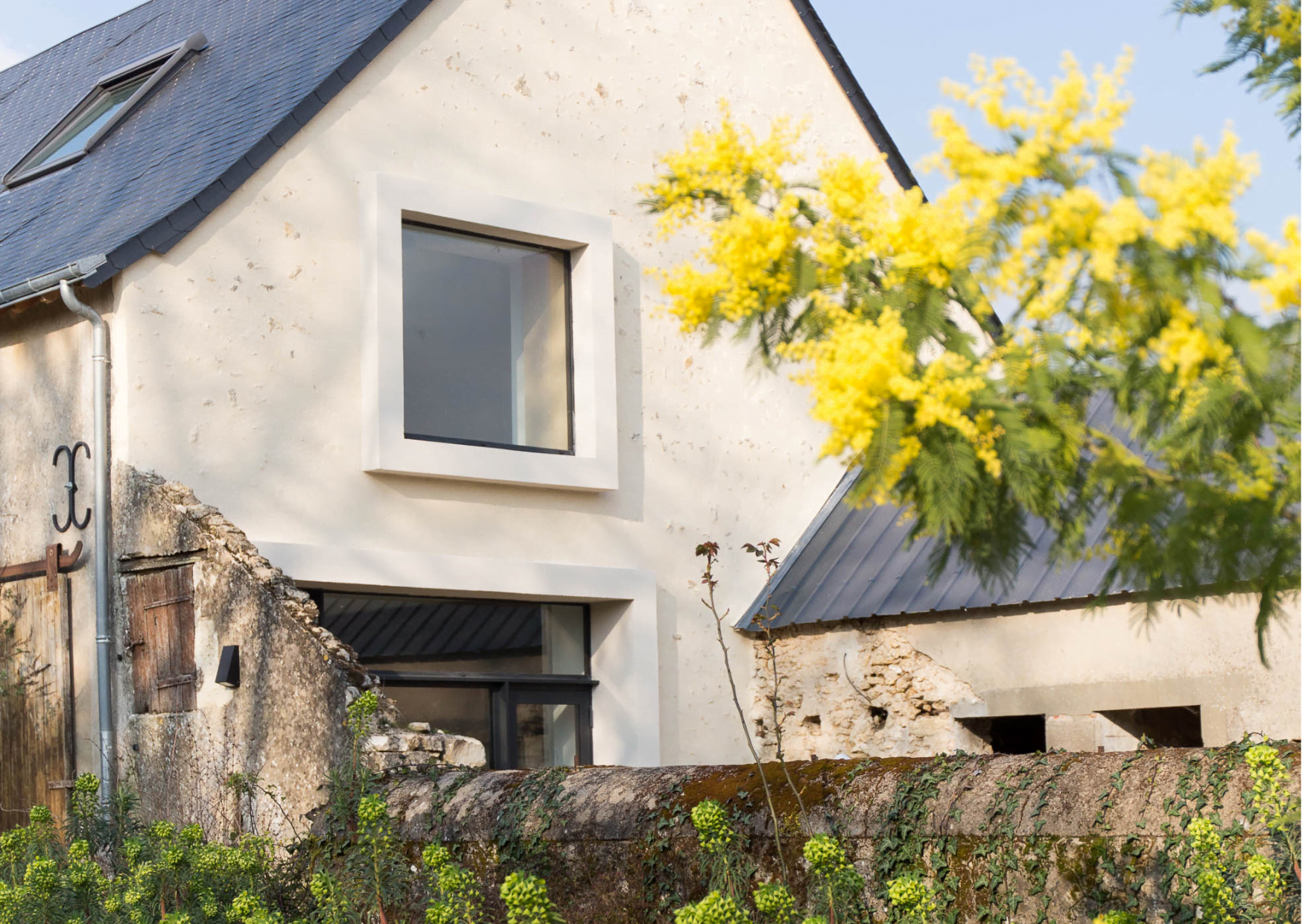 Le mimosa en fleurs devant la maison en pierre