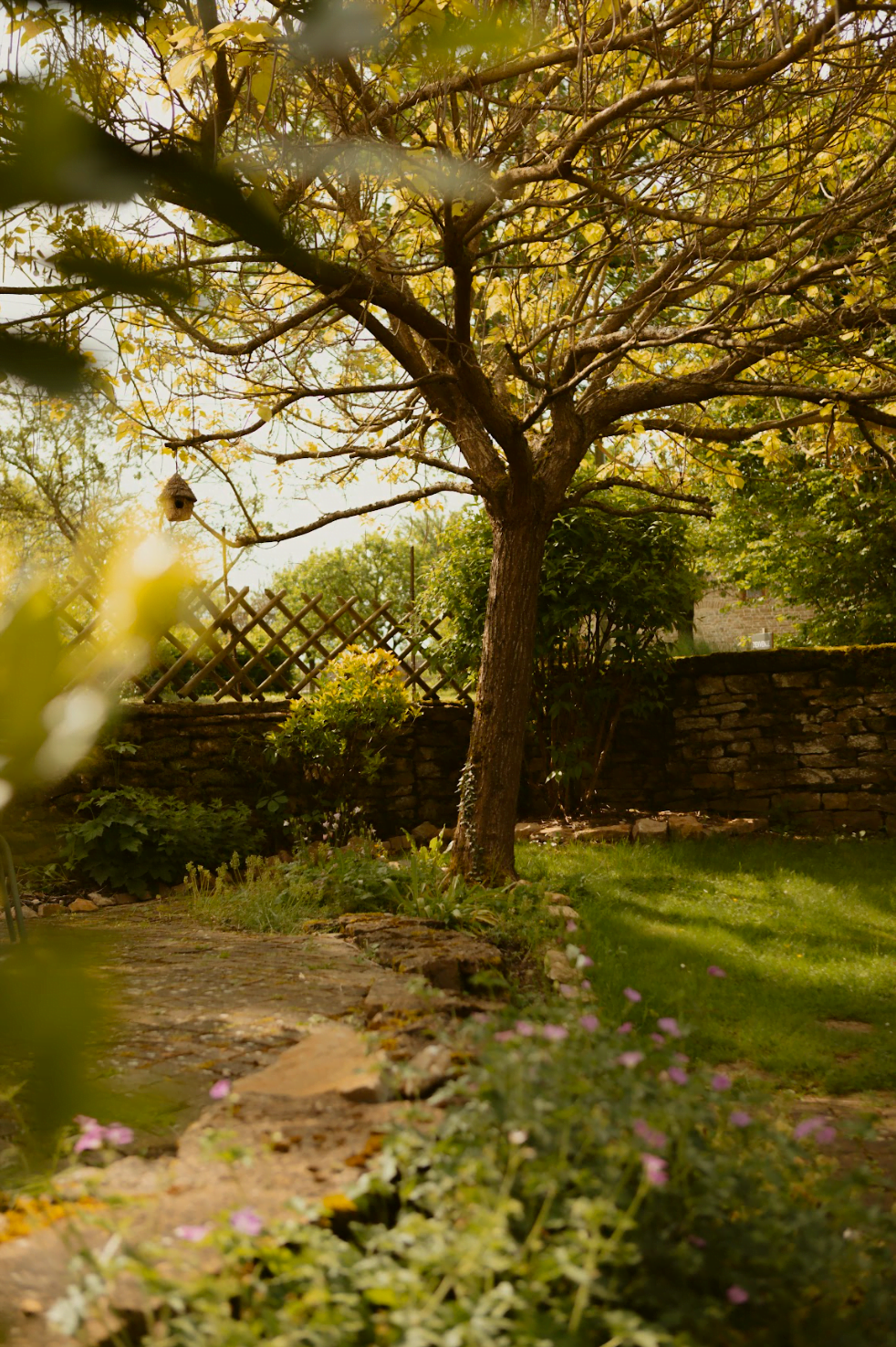 Arbre, pelouse et haie dans le jardin