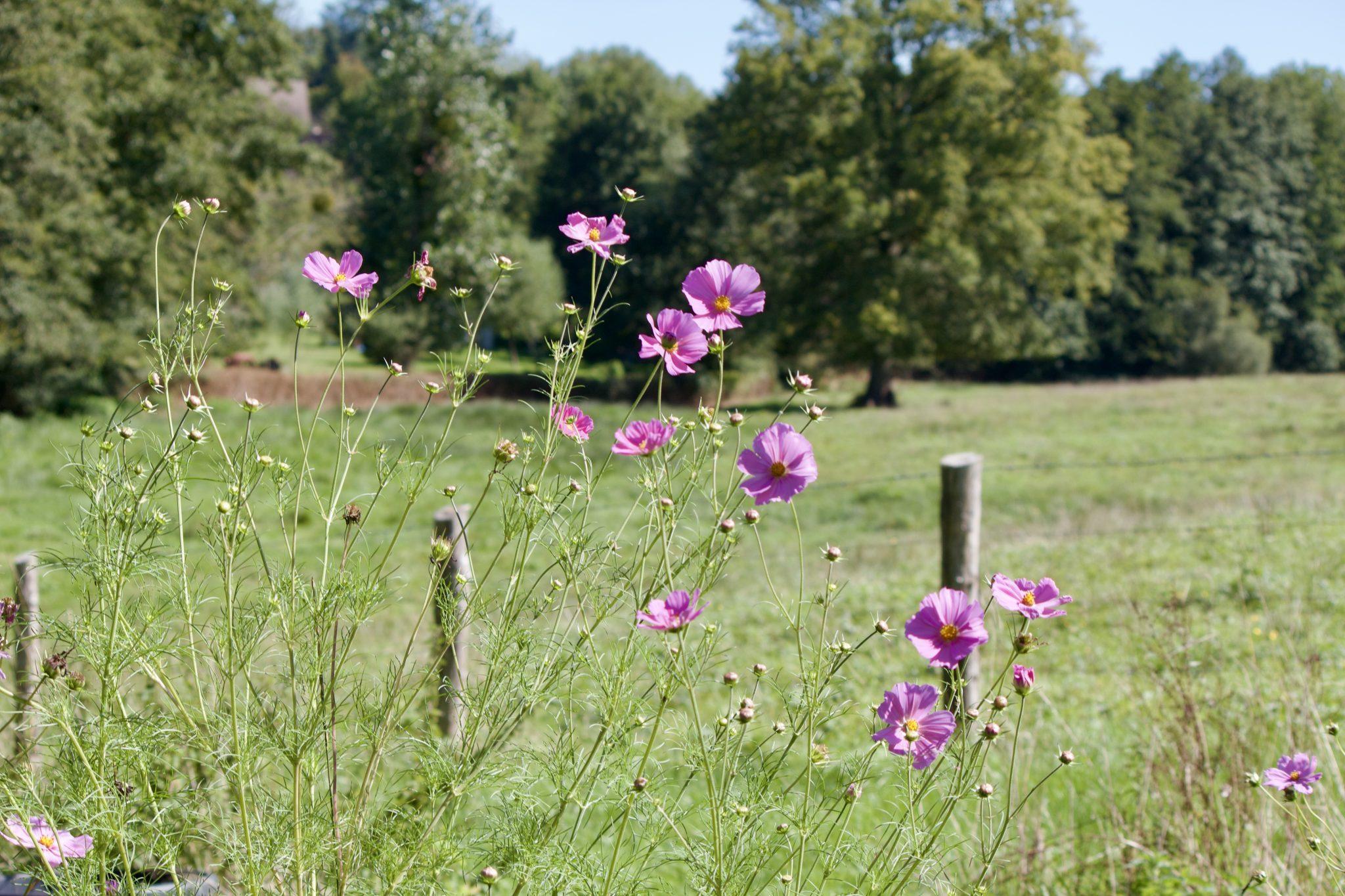 Un champ avec de hautes et délicates fleurs violettes au premier plan. En arrière-plan, de l’herbe verte s’étend vers une rangée d’arbres sous un ciel bleu clair. Des poteaux de clôture en bois sont visibles près des fleurs, ajoutant une touche rustique au paysage.