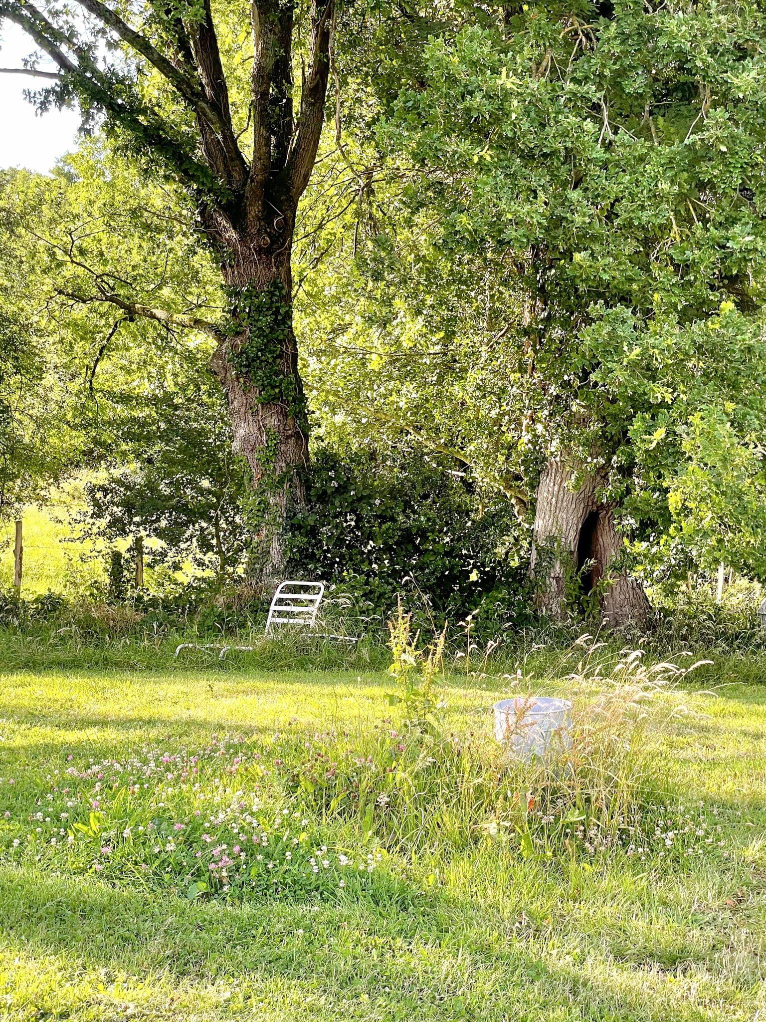 Une scène de jardin paisible avec deux grands arbres entourés d'une verdure luxuriante. Une chaise de jardin en métal blanc trône sous les arbres, partiellement cachée par le feuillage. L'herbe et les fleurs sauvages ajoutent un charme naturel au paysage serein.