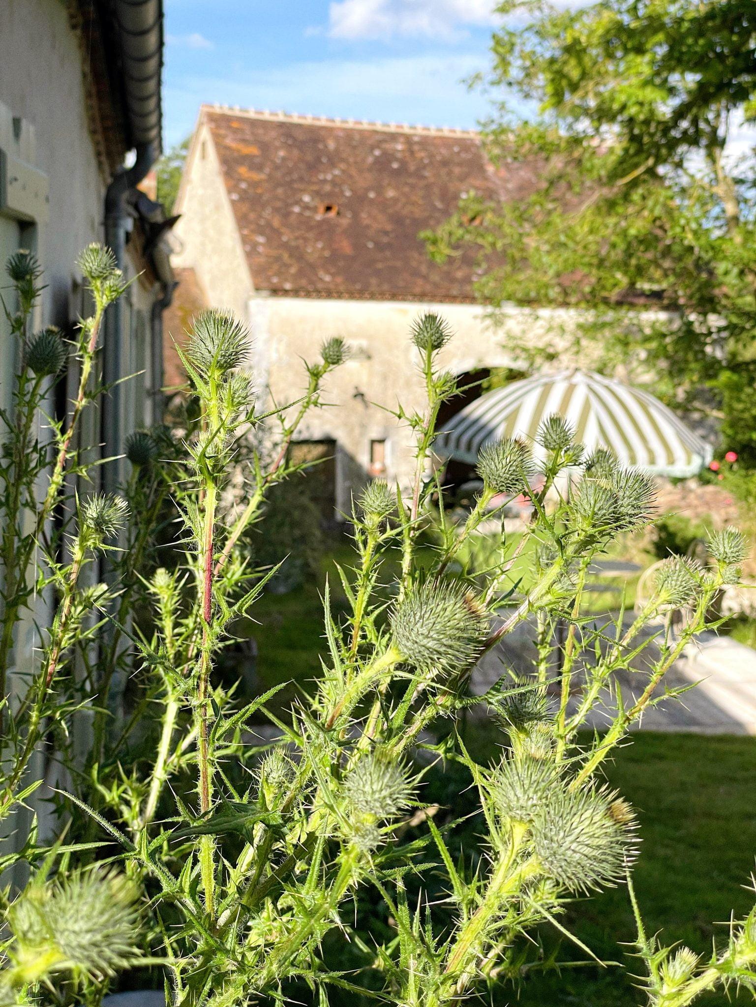 Close-up of a thistle plant with sharp, spiky leaves and buds in the foreground. In the blurred background, there is a beige house with a sloped roof and a striped dome-shaped awning over a patio. The scene is bright and cheerful under a blue sky.