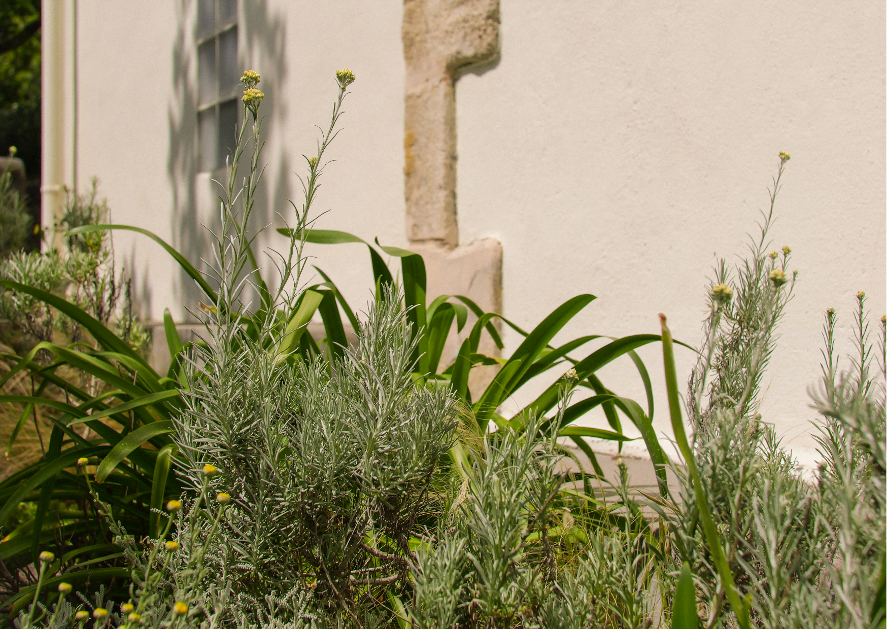 Plantes locales dans le jardin, devant la façade de la maison