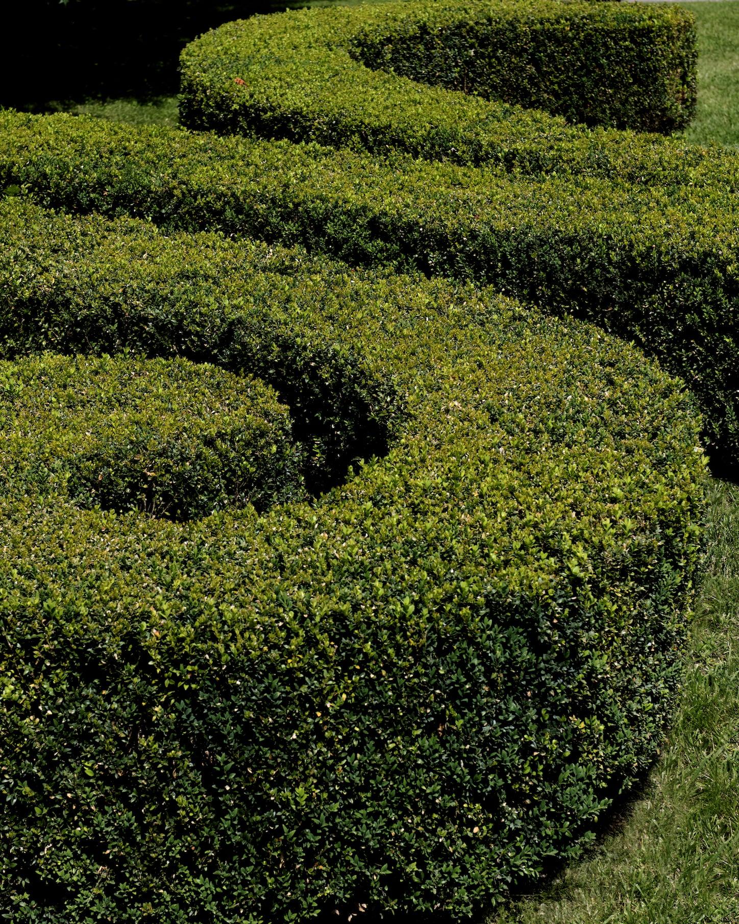 Balade dans les jardins à la française. 