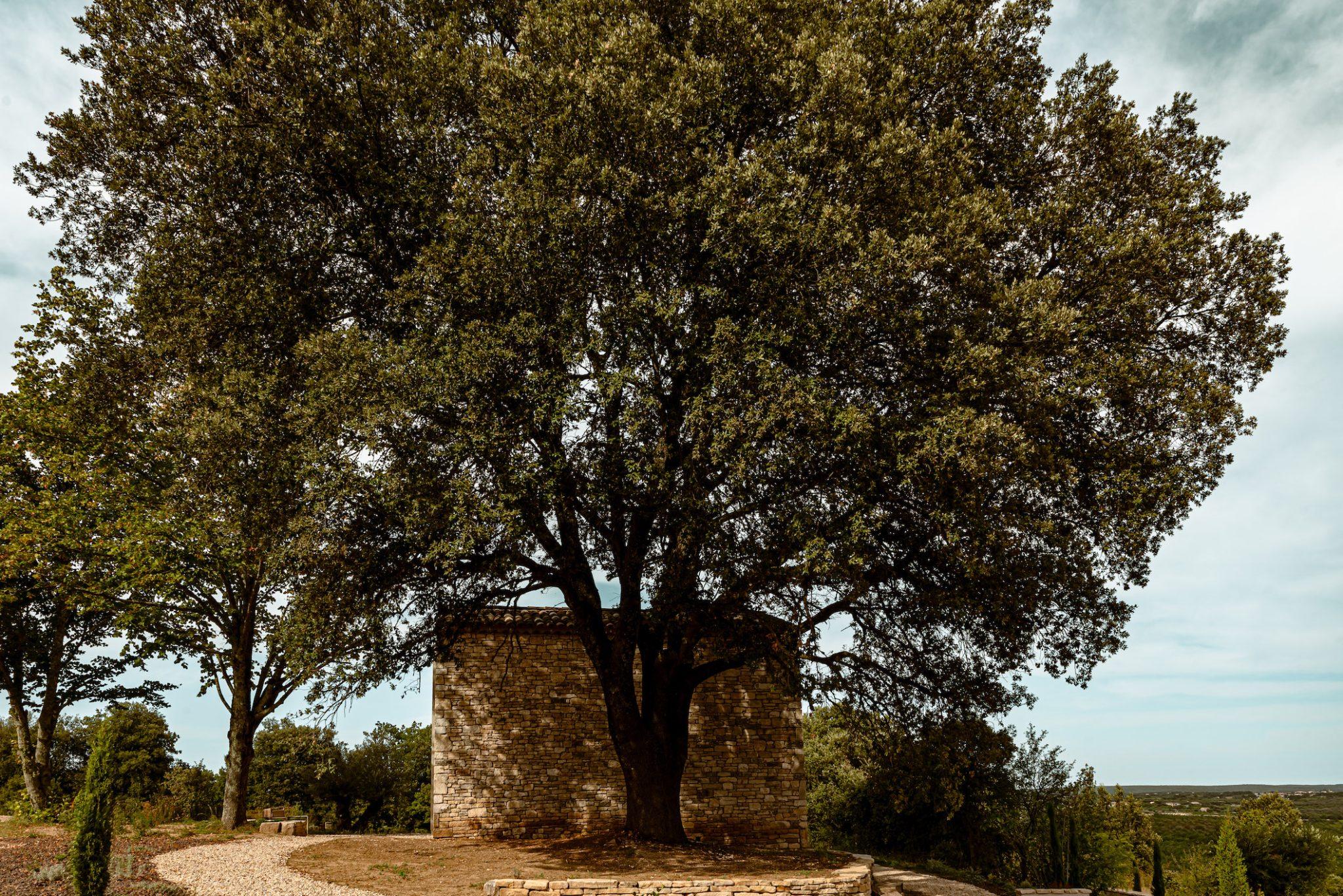 Reading or napping in the shade of the large tree in the garden. © Mr Tripper