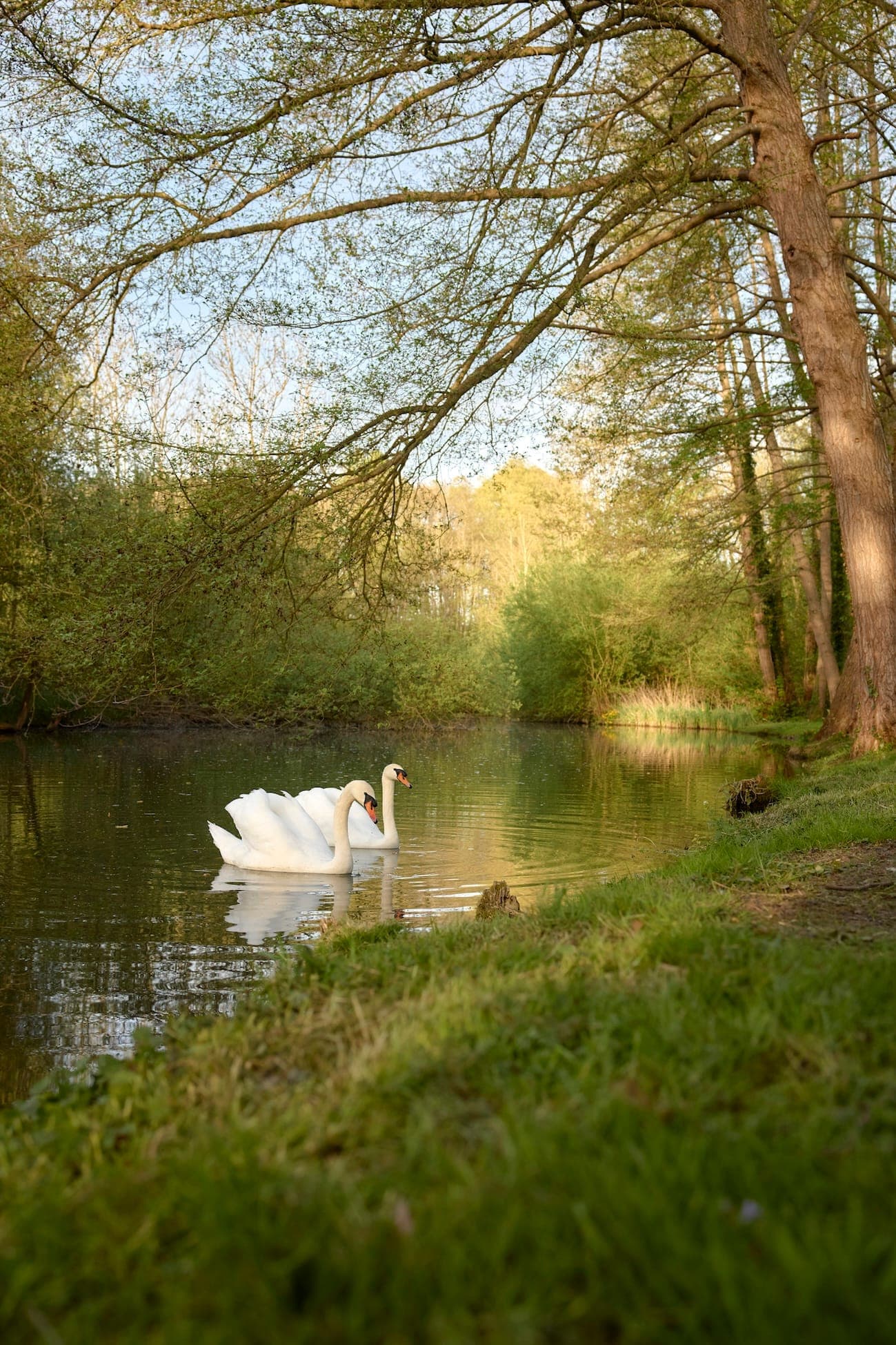 Two swans swim gracefully in a serene pond surrounded by lush green trees on a sunny day. The water reflects the branches of the trees, and the grassy bank is in the foreground, creating a peaceful and natural scene.