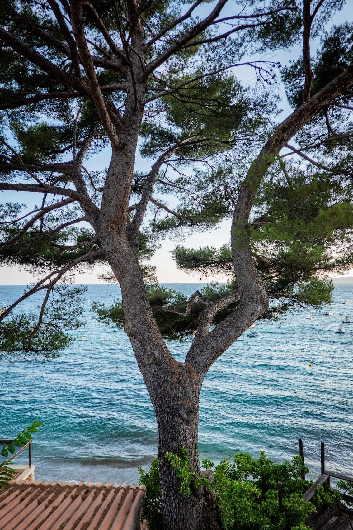 A tall pine stands majestically in the foreground, its branches spreading wide. In the background, a calm blue sea and a clear sky create a serene coastal scene. A tiled roof and some greenery are visible at the bottom of the image.