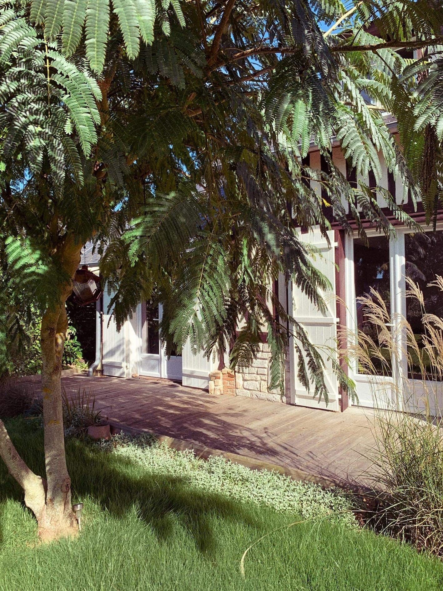 Vue d'un jardin luxuriant avec un grand arbre aux branches surplombantes projetant de l'ombre sur une terrasse en bois. De hautes herbes et de petites plantes entourent la zone, avec un aperçu d'une maison à ossature blanche partiellement visible en arrière-plan.