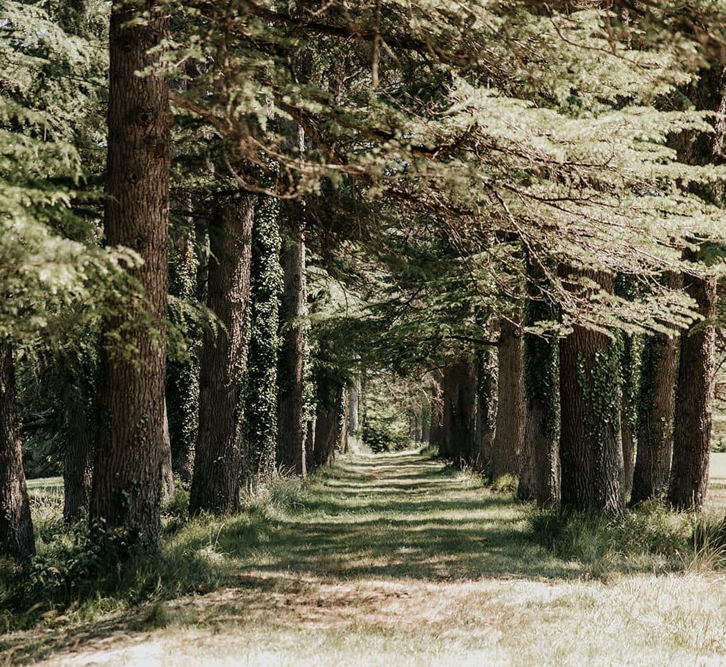 Des arbres centenaires à admirer sur le domaine. © Émilie Soler 