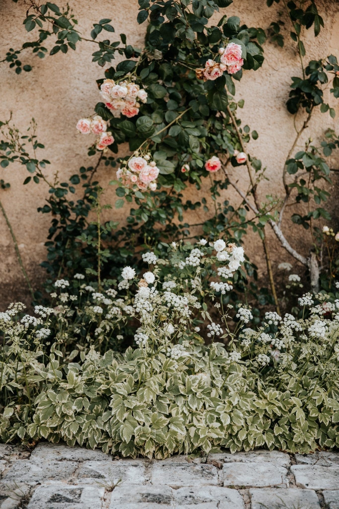 Une scène de jardin avec des roses roses grimpant sur un mur texturé. En dessous, un feuillage vert luxuriant avec des fleurs blanches pousse le long d'un chemin pavé. Le décor évoque une atmosphère tranquille et naturelle.