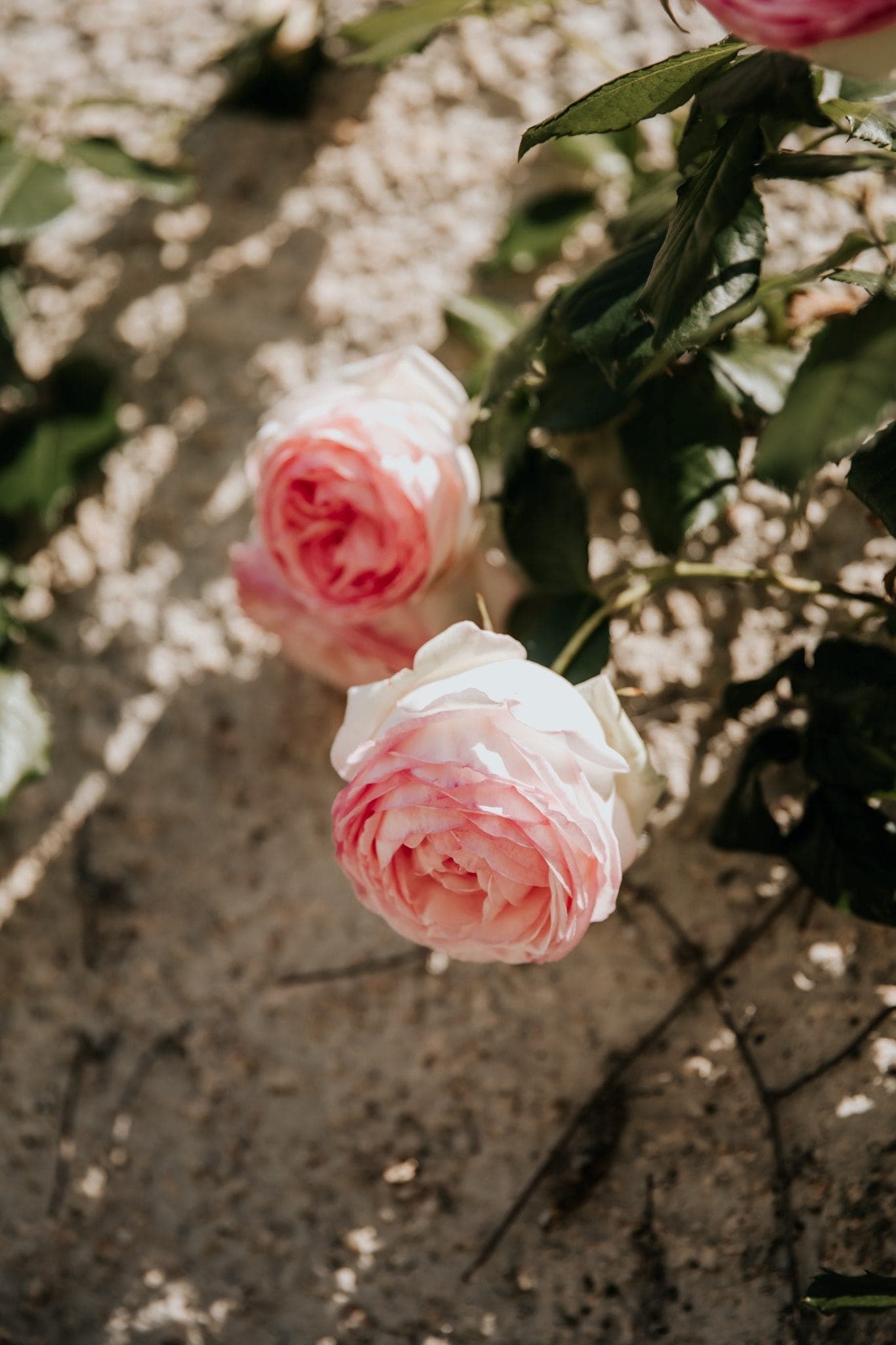 Deux roses roses en fleurs aux feuilles vertes luxuriantes reposent sur un fond léger et texturé. Les fleurs présentent des pétales délicats et multicouches baignés de lumière douce, créant une scène douce et sereine.