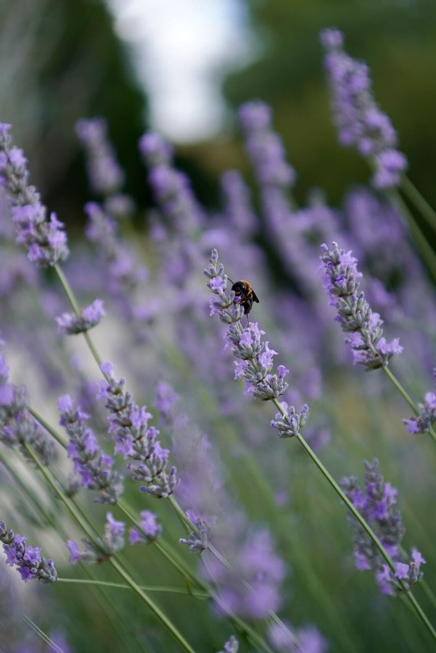 A bumblebee perched on a lavender flower stem, surrounded by blurred lavender flowers. The background is a mix of greens and blues, suggesting a lush garden setting.