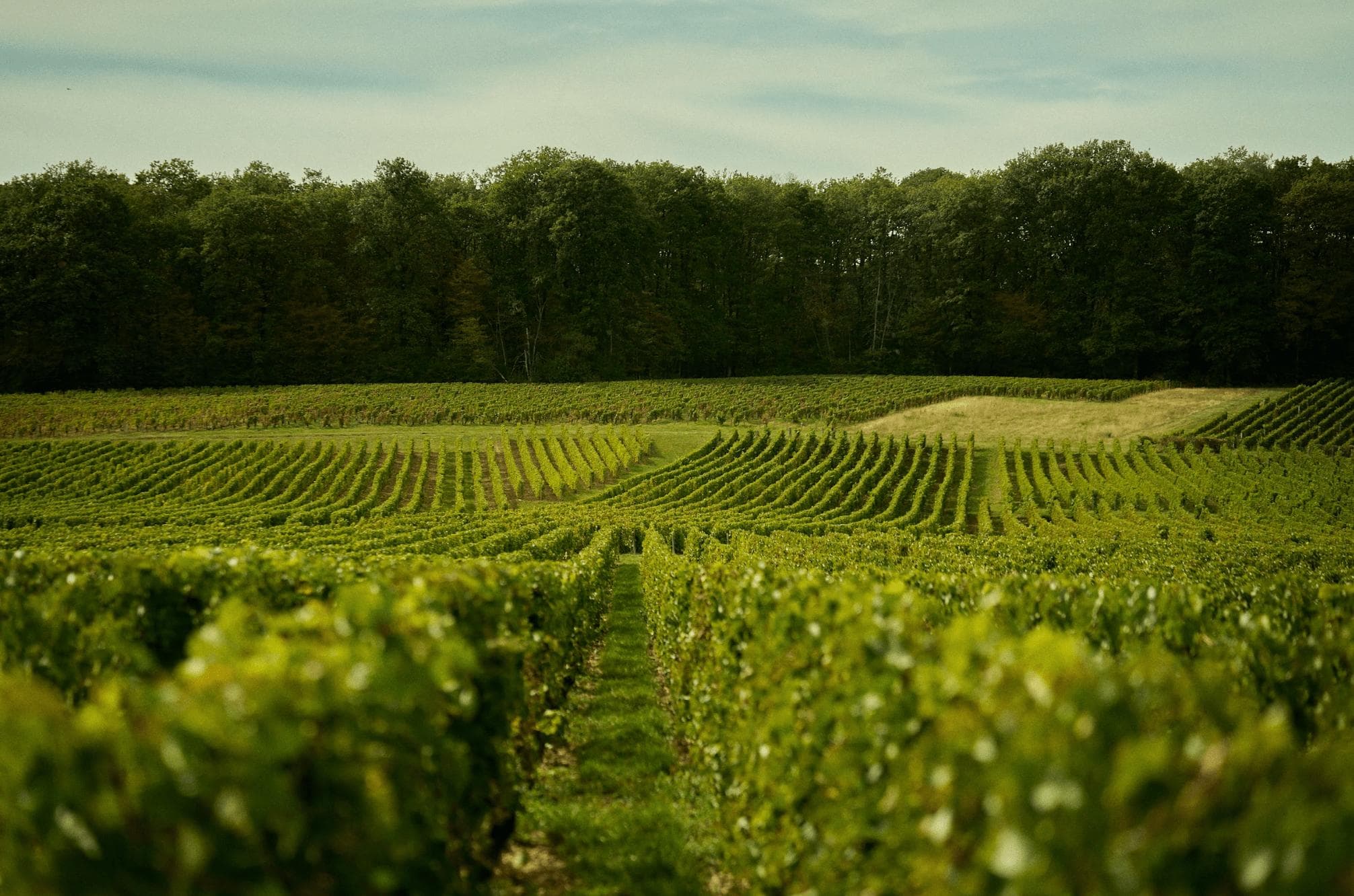 Les vignes et la forêt autour du château