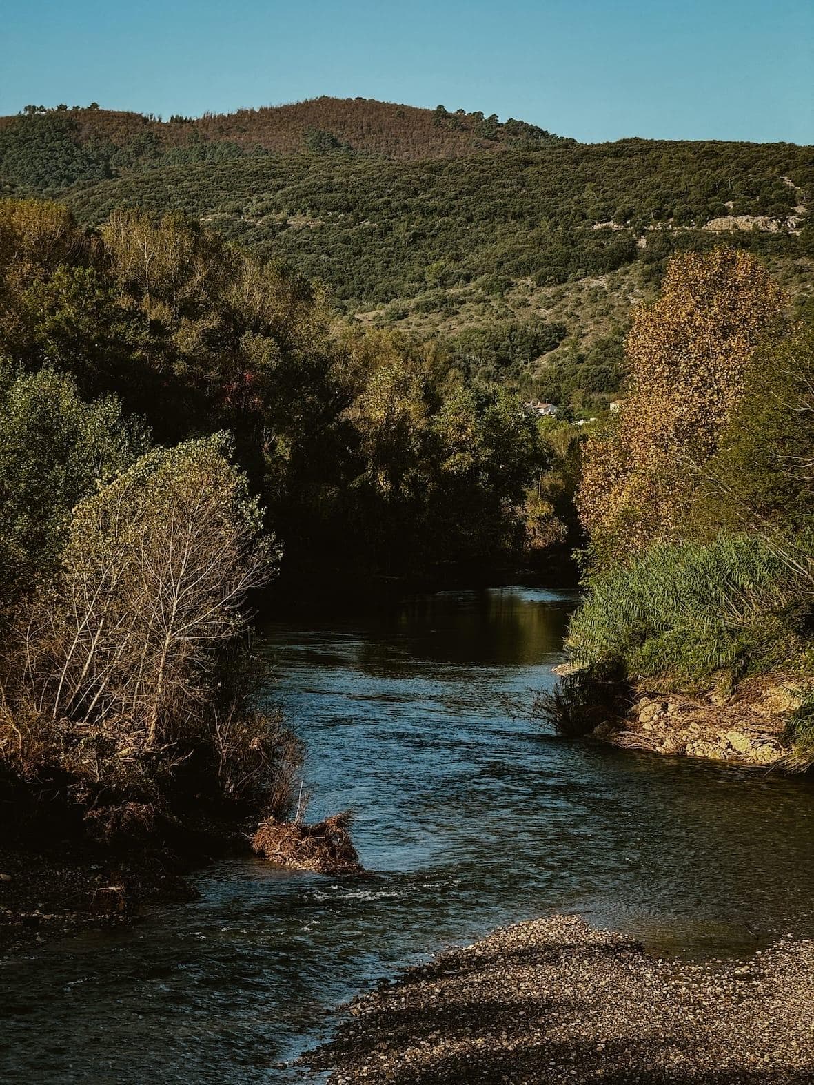 A serene river flows gently through a lush, green forest with dense trees on both sides, while delicate Bleu Wisteria drape gracefully from branches. In the background, a hill rises under a clear blue sky, completing the tranquil natural landscape.