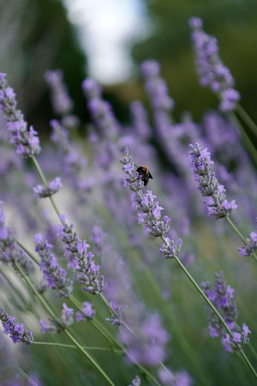 Welcome to the land of lavender.