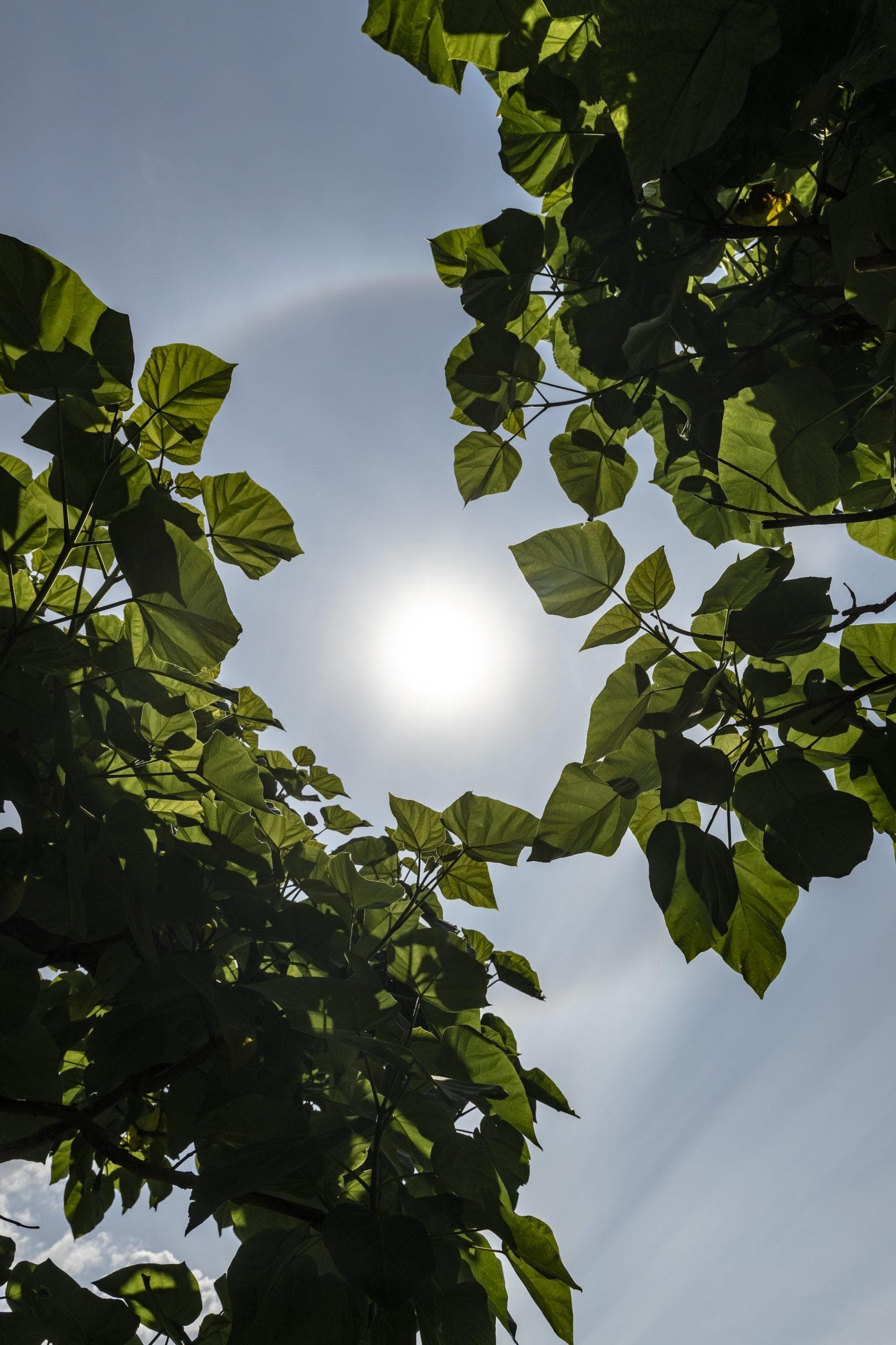An apple a day keeps the doctor away.