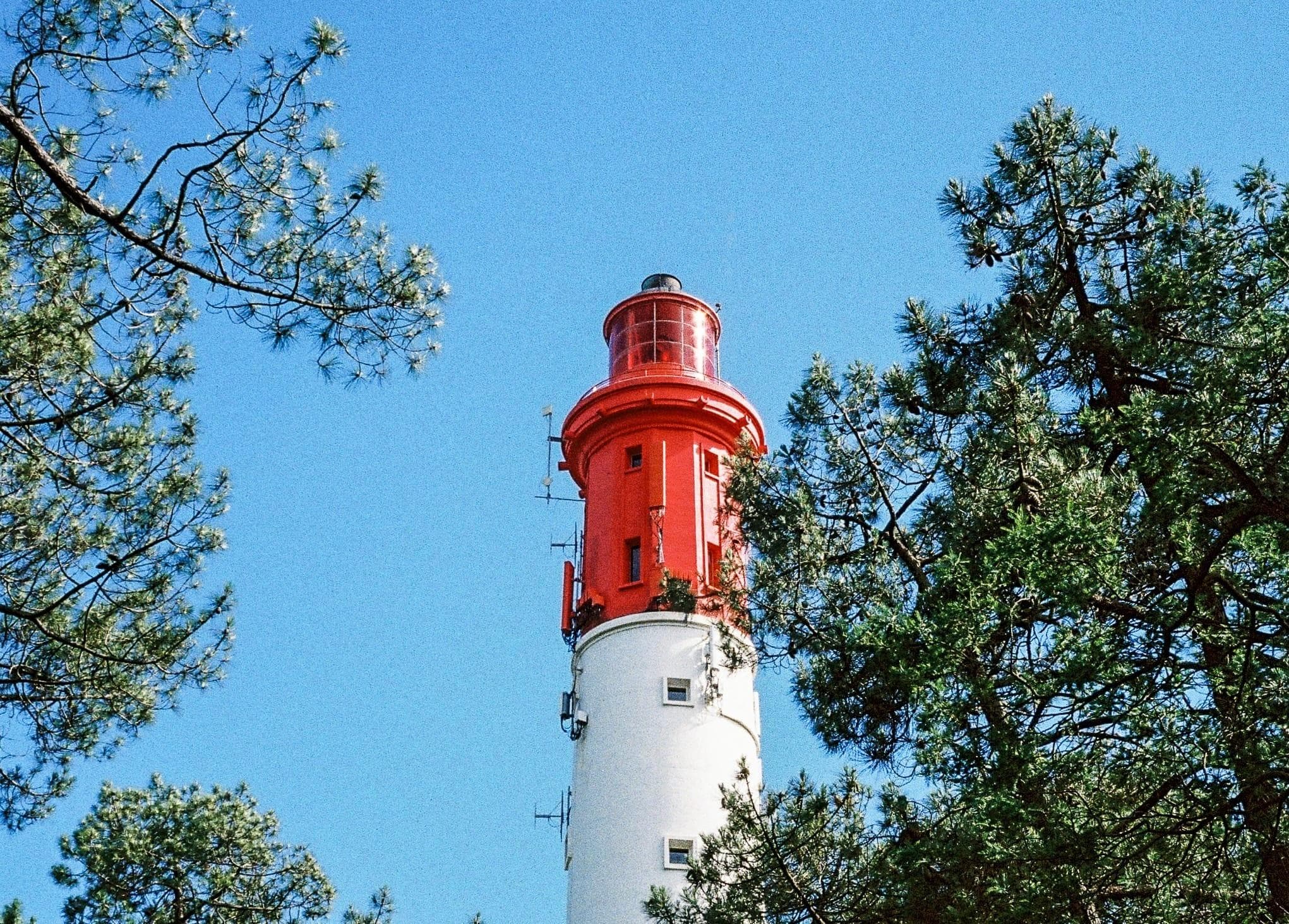 Un grand phare au sommet rouge se dresse sur un ciel bleu clair. Il est entouré d'arbres verdoyants, avec des branches de pin encadrant le coin supérieur droit de l'image. La structure s'élève au-dessus du feuillage.