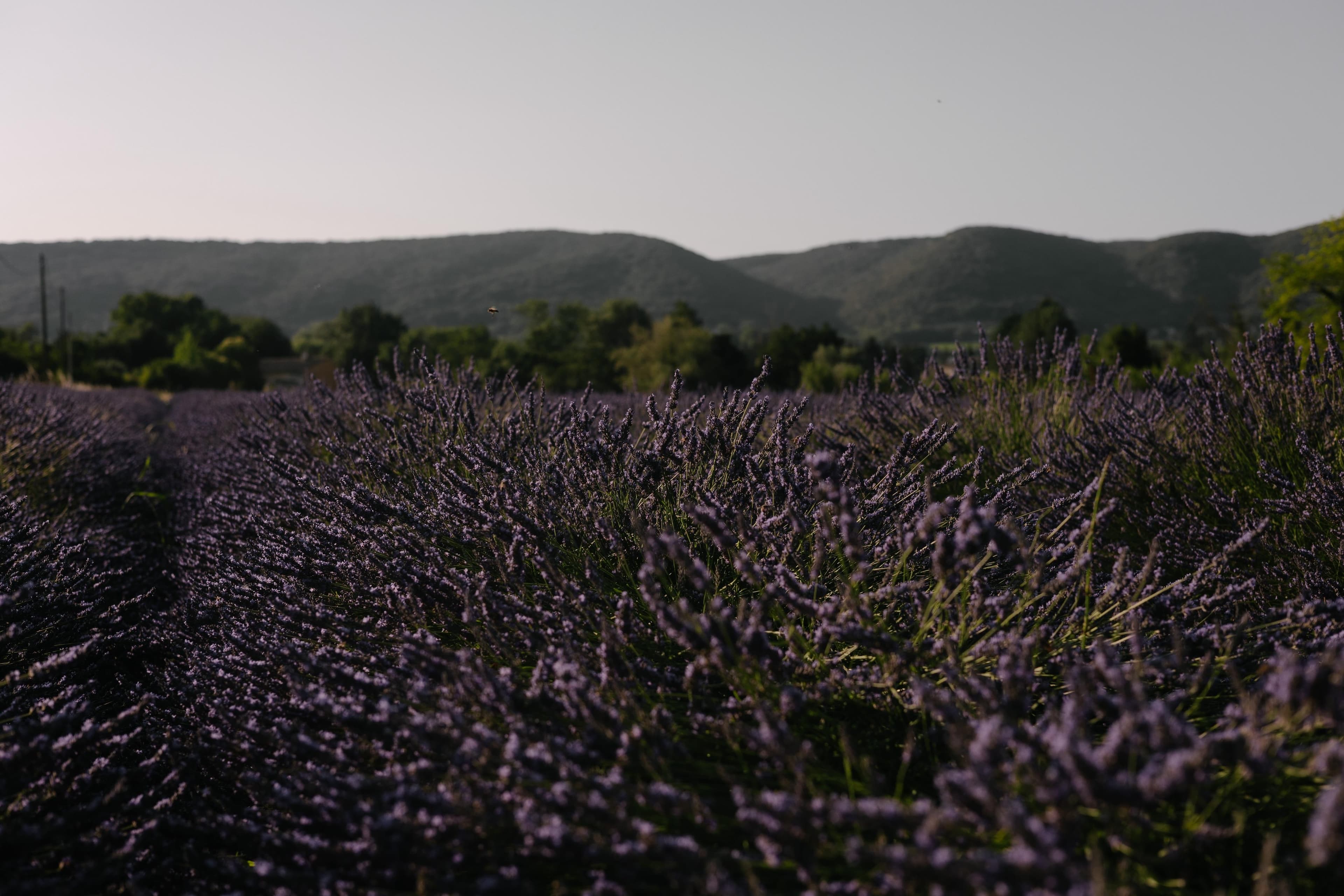 Rows of blooming lavender stretch toward the horizon, with green trees and rolling hills in the background under a clear sky. The image is taken at a low angle, capturing the vivid purple flowers closely.